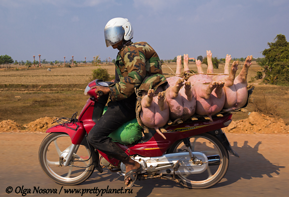 Мотоциклист и свиньи, Камбоджа