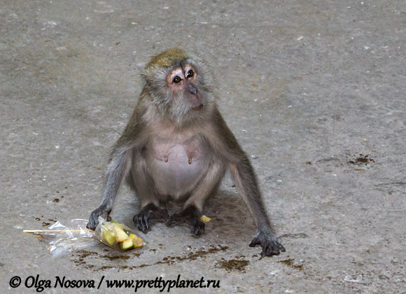 серая обезьяна с едой